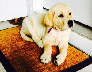 A yellow Labrador on a doormat