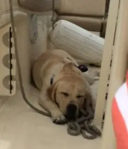 A grown adult yellow Labrador sleeping