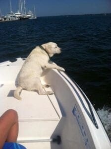 A yellow Labrador cruising on the sea