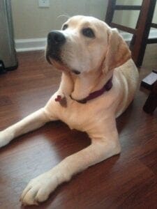 A yellow Labrador being attentive