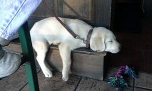 A puppy sleeping on an elevation