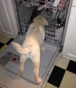 A puppy looking at a dish washing machine