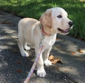 A puppy walking on a leash
