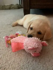 A puppy near its toy