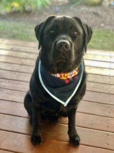 A black dog with a handkerchief collar