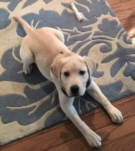 A dog lying on a rug