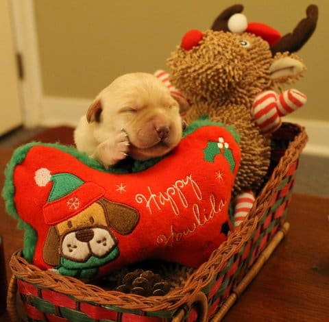 A puppy sleeping in Christmas decors