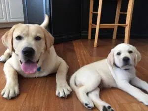 A dog and a puppy