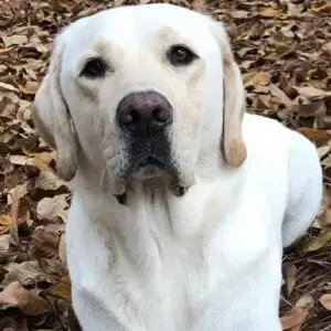 A dog sitting on fallen leaves