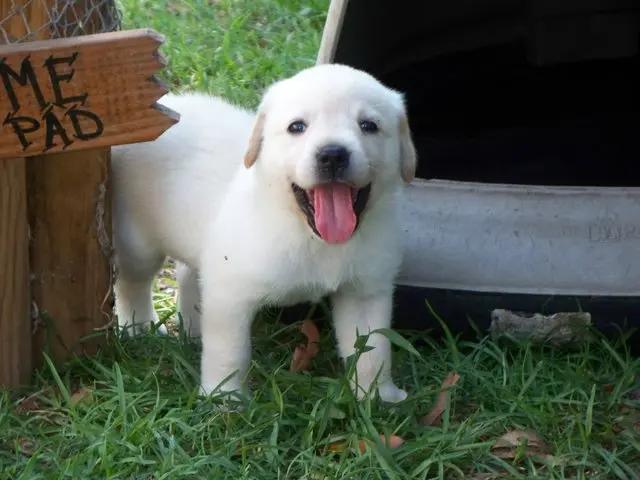 A happy puppy