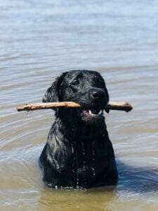 A dog in the water fetching a stick