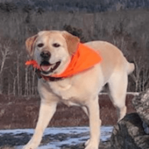 A dog with an orange bandana as its collar