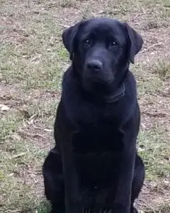 A black dog sitting while watching