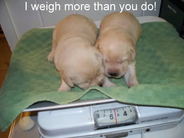 Two puppies sleeping on a weighing scale