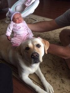 A baby placed on a dog