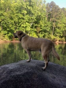 A dog standing on a rock