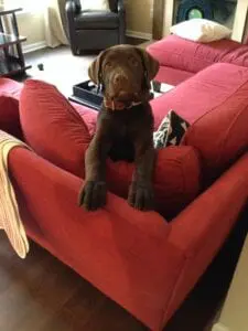 A dog on a red sofa