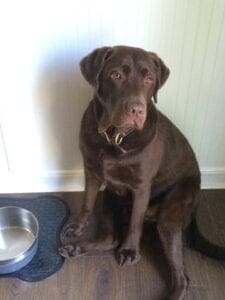 A dark brown dog next to a food bowl