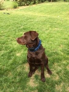 A dark brown dog sitting on grass