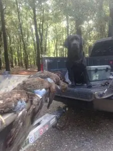 A dog sitting at the back of a pickup truck