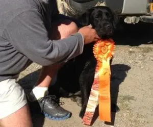 A black dog with an orange ribbon
