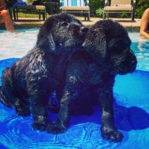 Two wet black puppies