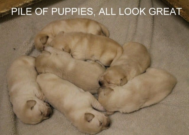 A litter of yellow puppies sleeping