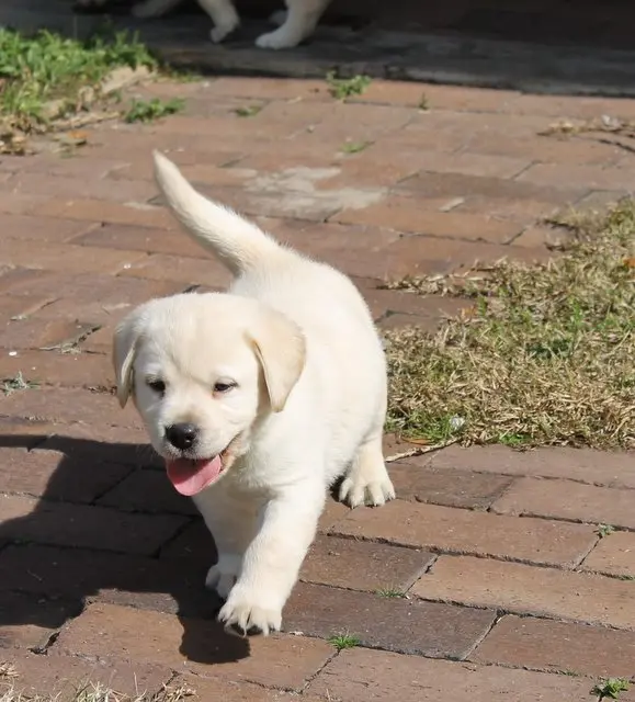 A walking puppy