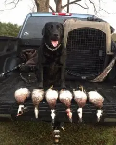 A black dog with six hunted ducks