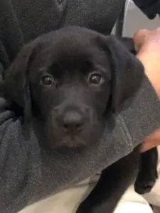 A black puppy resting on an arm