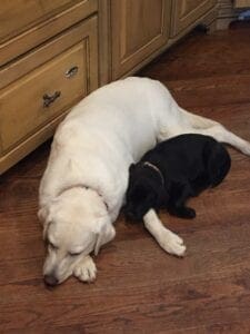 A dog sleeping with a puppy