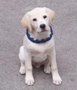 A puppy with a blue collar