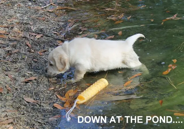 A puppy crawling out of the water