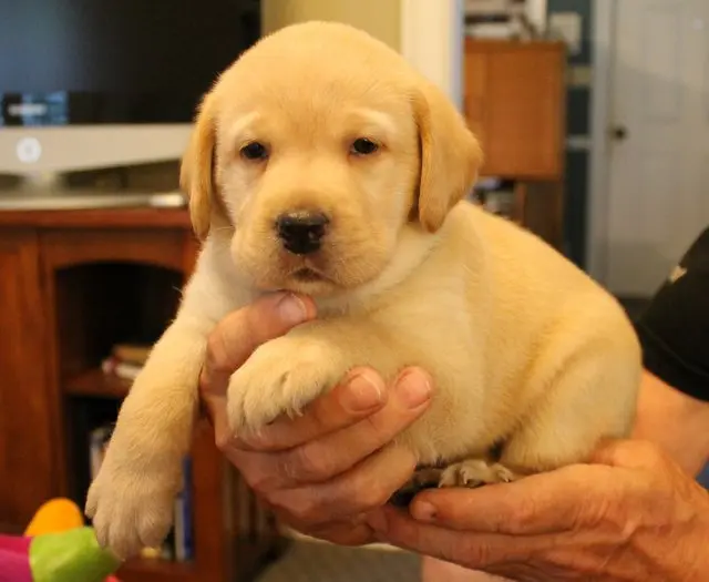 A yellow puppy carried on hand