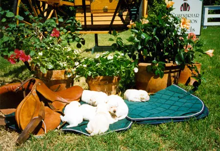 A group of puppies sleeping