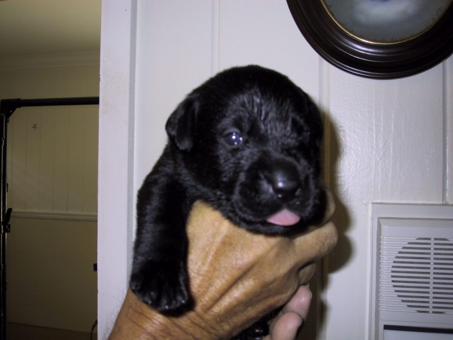 A black puppy on hand