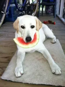 A dog carrying a watermelon slice